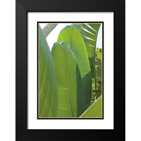 Palm Detail IV Black Modern Wood Framed Art Print with Double Matting by Wild Apple Portfolio