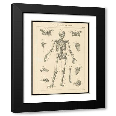 Skeleton Chart Black Modern Wood Framed Art Print with Double Matting by Wild Apple Portfolio