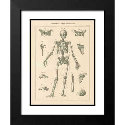 Skeleton Chart Black Modern Wood Framed Art Print with Double Matting by Wild Apple Portfolio