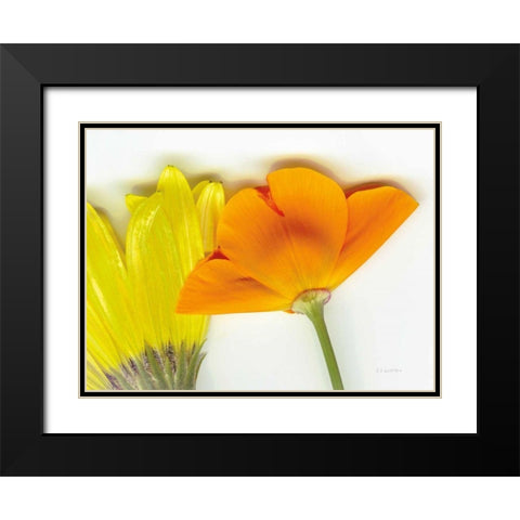 Flower Friends Black Modern Wood Framed Art Print with Double Matting by Goldstein, Ed