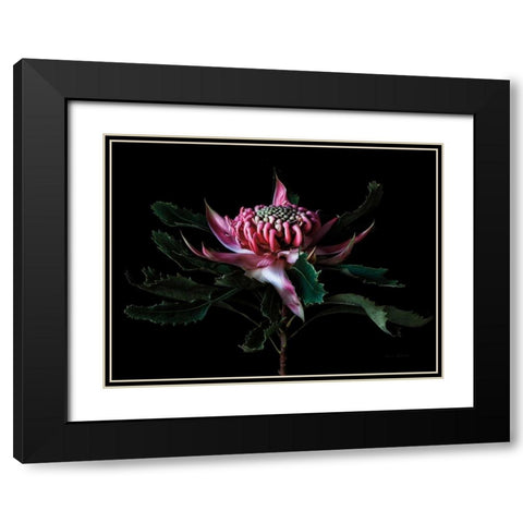 Salmon Waratah I Black Modern Wood Framed Art Print with Double Matting by Catterall, Elise