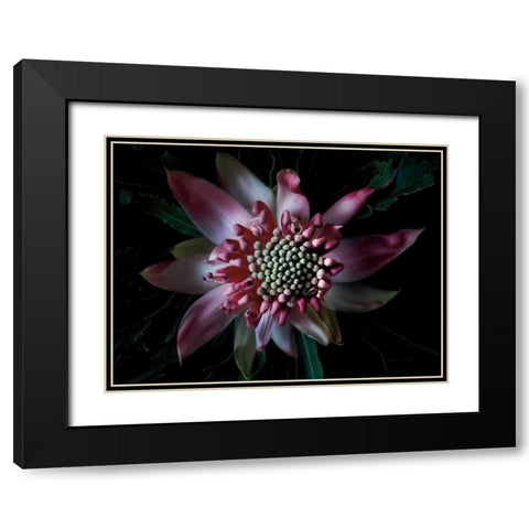 Salmon Waratah II Black Modern Wood Framed Art Print with Double Matting by Catterall, Elise