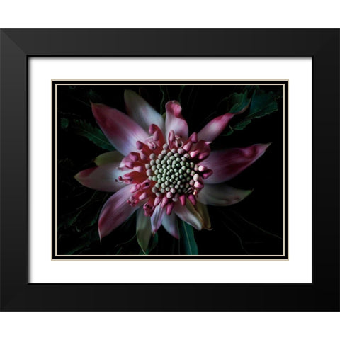 Salmon Waratah II Black Modern Wood Framed Art Print with Double Matting by Catterall, Elise