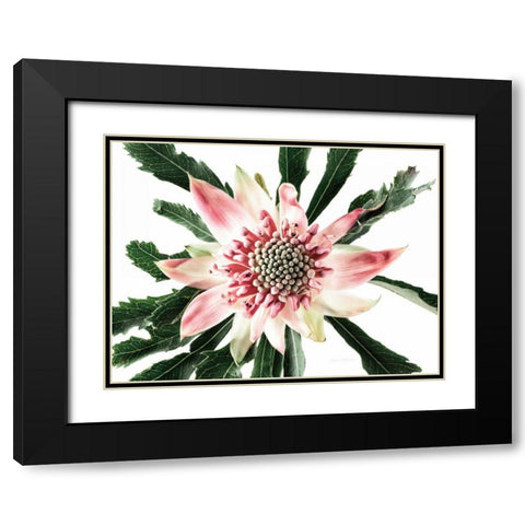 Salmon Waratah III Black Modern Wood Framed Art Print with Double Matting by Catterall, Elise