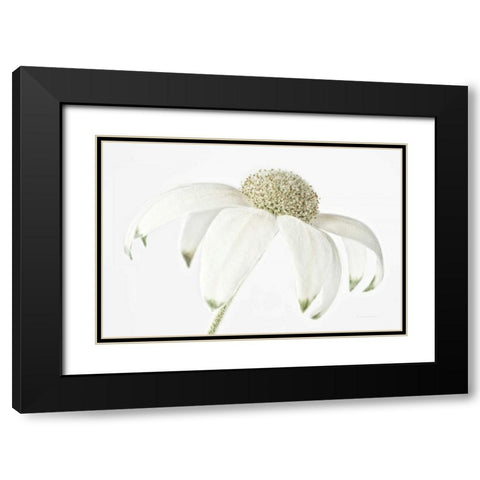 Flannel Flower Black Modern Wood Framed Art Print with Double Matting by Catterall, Elise