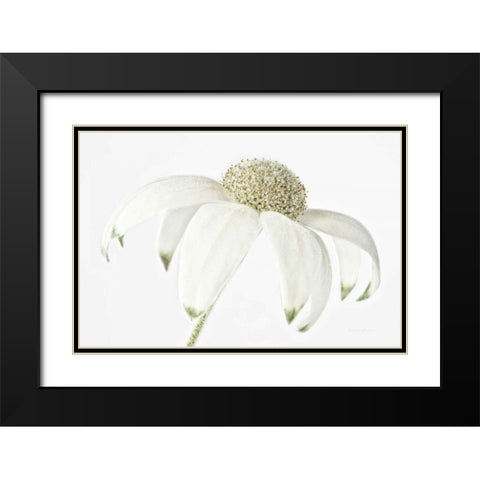Flannel Flower Black Modern Wood Framed Art Print with Double Matting by Catterall, Elise