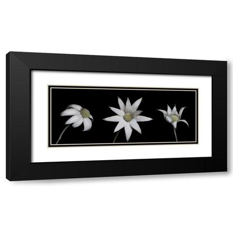 Flannel Flower Trio Black Modern Wood Framed Art Print with Double Matting by Catterall, Elise