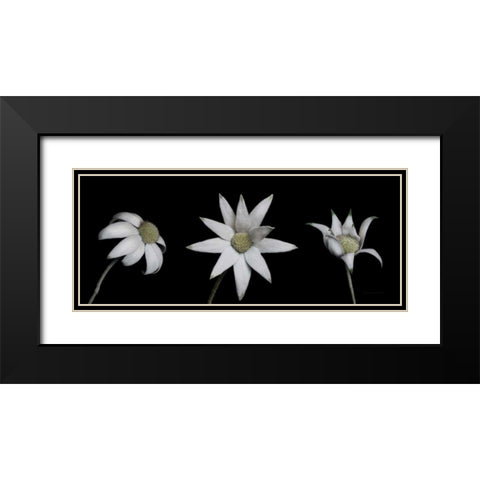 Flannel Flower Trio Black Modern Wood Framed Art Print with Double Matting by Catterall, Elise