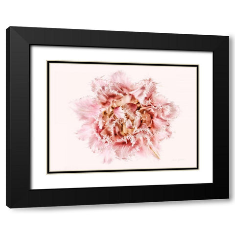 Pink Fringed Tulip Black Modern Wood Framed Art Print with Double Matting by Catterall, Elise