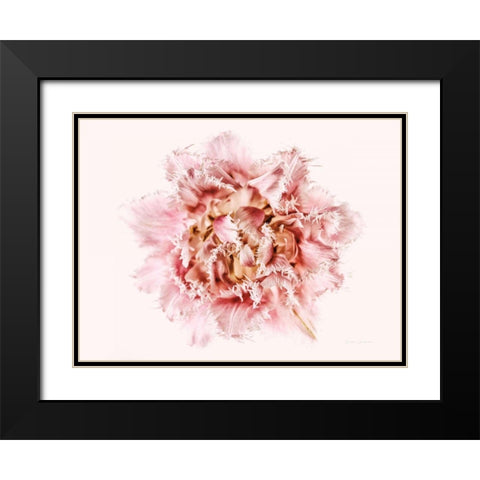 Pink Fringed Tulip Black Modern Wood Framed Art Print with Double Matting by Catterall, Elise