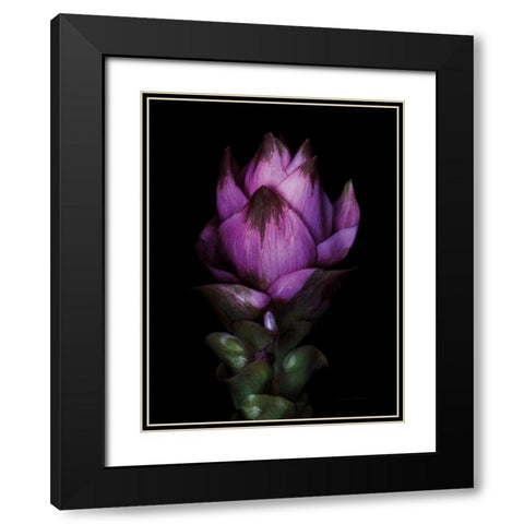 Siam Tulip Black Modern Wood Framed Art Print with Double Matting by Catterall, Elise
