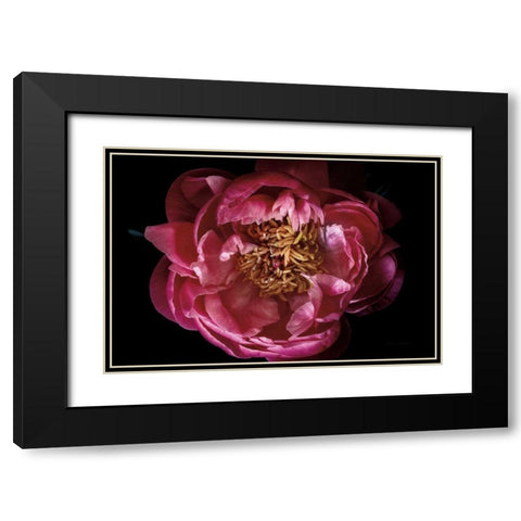 Coral Peony Black Modern Wood Framed Art Print with Double Matting by Catterall, Elise