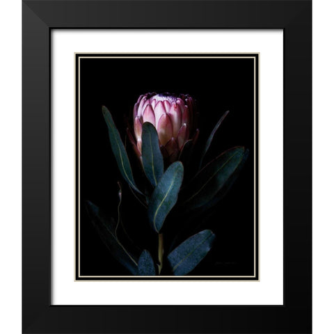 Protea Portrait Black Modern Wood Framed Art Print with Double Matting by Catterall, Elise