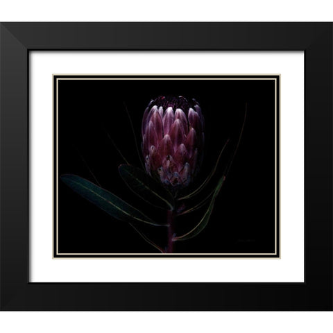 Protea Dark Black Modern Wood Framed Art Print with Double Matting by Catterall, Elise