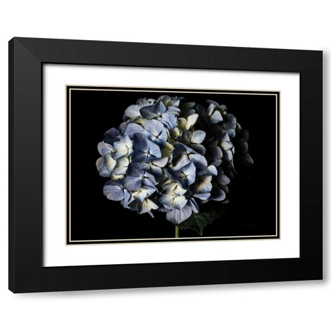 Pale Blue Hydrangea Black Modern Wood Framed Art Print with Double Matting by Catterall, Elise
