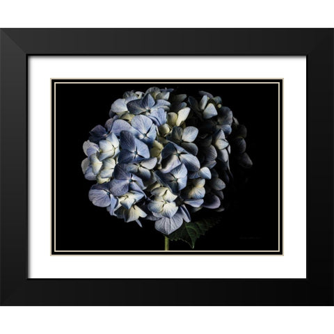 Pale Blue Hydrangea Black Modern Wood Framed Art Print with Double Matting by Catterall, Elise