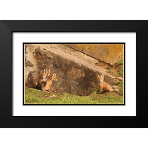 Fox Cubs I Black Modern Wood Framed Art Print with Double Matting by Aledanda