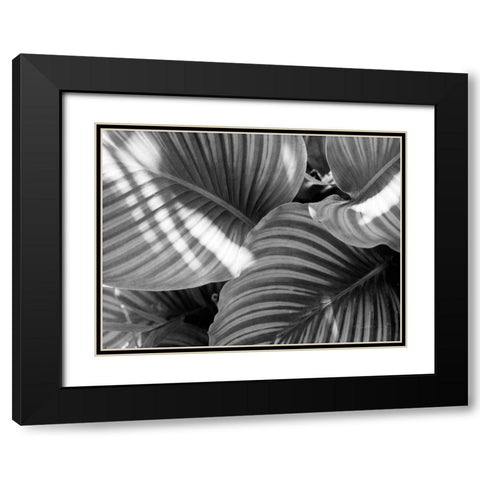 Leaf Abstract V Black Modern Wood Framed Art Print with Double Matting by Goldstein, Ed