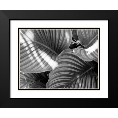 Leaf Abstract V Black Modern Wood Framed Art Print with Double Matting by Goldstein, Ed