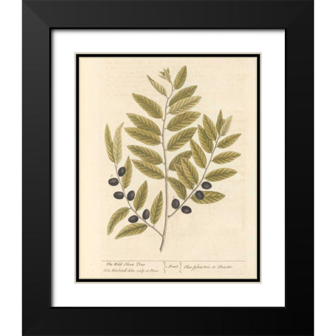Olive Branch I Black Modern Wood Framed Art Print with Double Matting by Wild Apple Portfolio