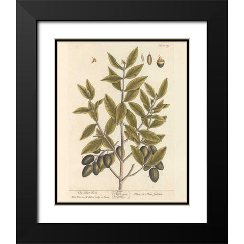 Olive Branch II Black Modern Wood Framed Art Print with Double Matting by Wild Apple Portfolio
