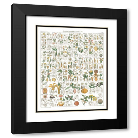 Flora Chart I White Black Modern Wood Framed Art Print with Double Matting by Wild Apple Portfolio