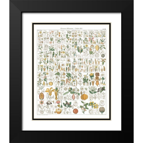 Flora Chart I White Black Modern Wood Framed Art Print with Double Matting by Wild Apple Portfolio