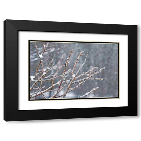 Glistening Branches I Black Modern Wood Framed Art Print with Double Matting by Bradley, Felicity