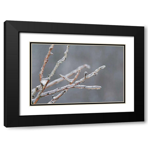 Glistening Branches II Black Modern Wood Framed Art Print with Double Matting by Bradley, Felicity
