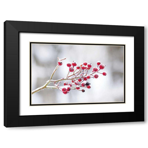 Winter Berries I Black Modern Wood Framed Art Print with Double Matting by Bradley, Felicity