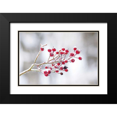 Winter Berries I Black Modern Wood Framed Art Print with Double Matting by Bradley, Felicity