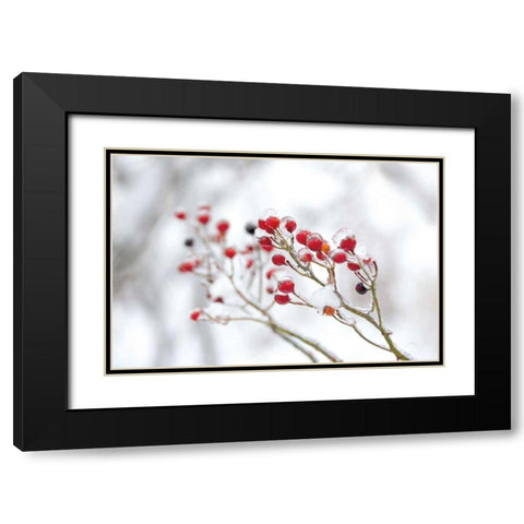 Winter Berries II Black Modern Wood Framed Art Print with Double Matting by Bradley, Felicity