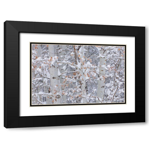 Winter Aspens Closeup Black Modern Wood Framed Art Print with Double Matting by Majchrowicz, Alan