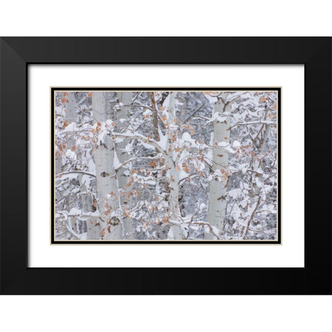 Winter Aspens Closeup Black Modern Wood Framed Art Print with Double Matting by Majchrowicz, Alan