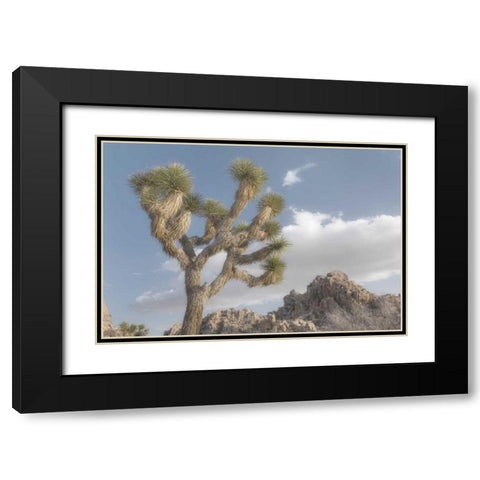 Joshua Tree National Park III Black Modern Wood Framed Art Print with Double Matting by Majchrowicz, Alan