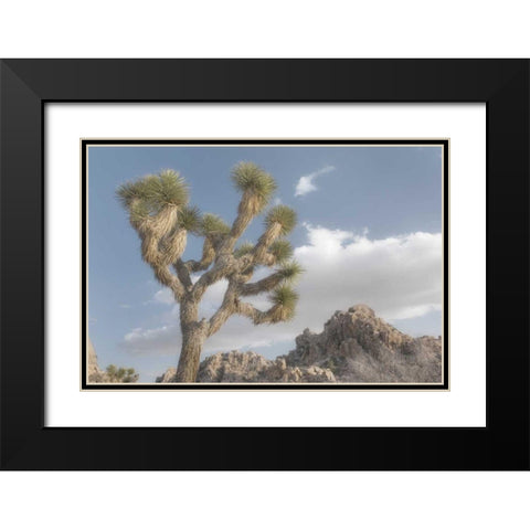 Joshua Tree National Park III Black Modern Wood Framed Art Print with Double Matting by Majchrowicz, Alan