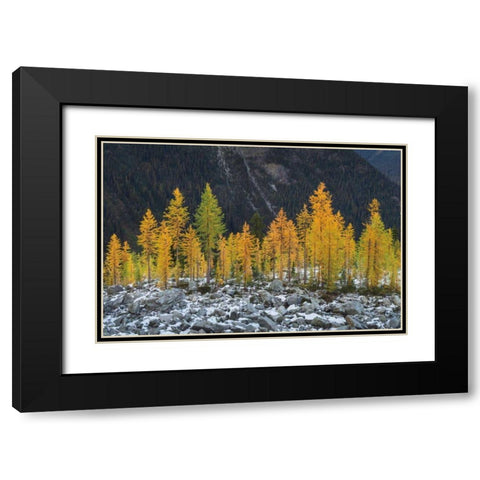 Alpine Larches North Cascades Black Modern Wood Framed Art Print with Double Matting by Majchrowicz, Alan
