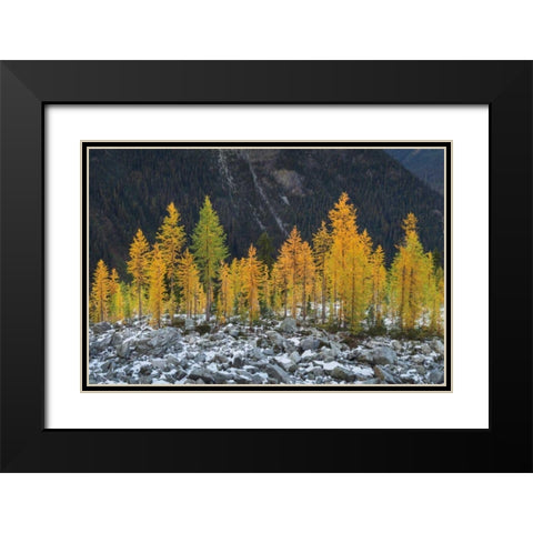 Alpine Larches North Cascades Black Modern Wood Framed Art Print with Double Matting by Majchrowicz, Alan