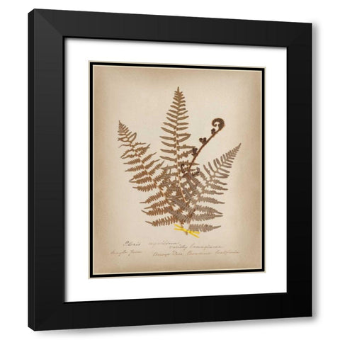 Ferns in Book IV Black Modern Wood Framed Art Print with Double Matting by Wild Apple Portfolio