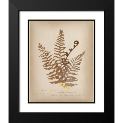 Ferns in Book IV Black Modern Wood Framed Art Print with Double Matting by Wild Apple Portfolio