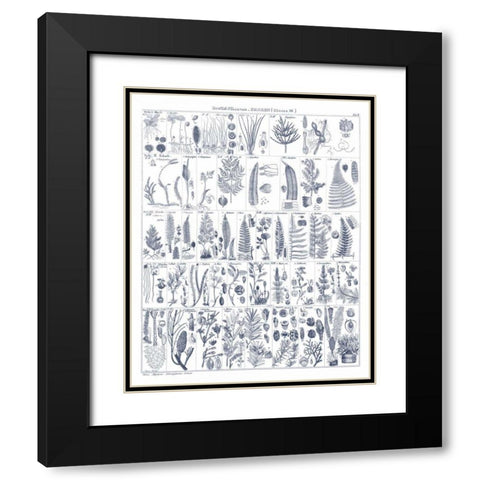 Fern Chart on White Navy Black Modern Wood Framed Art Print with Double Matting by Wild Apple Portfolio