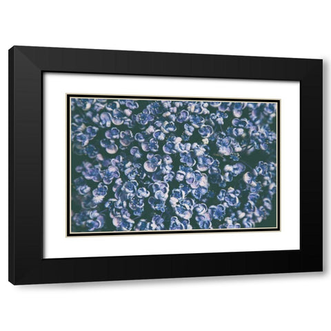 Lilac Closeup Black Modern Wood Framed Art Print with Double Matting by Aledanda