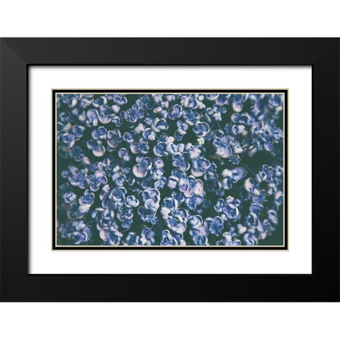 Lilac Closeup Black Modern Wood Framed Art Print with Double Matting by Aledanda