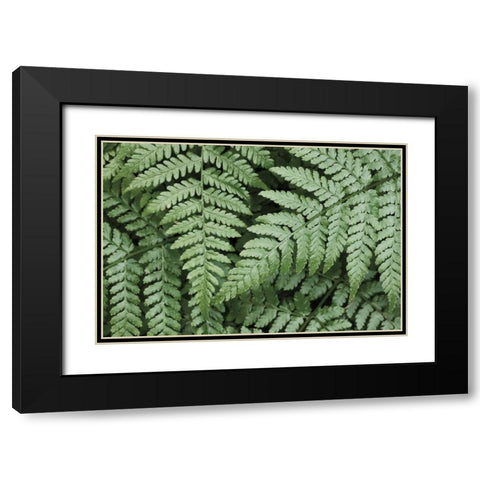 Lady Ferns II Color Black Modern Wood Framed Art Print with Double Matting by Majchrowicz, Alan