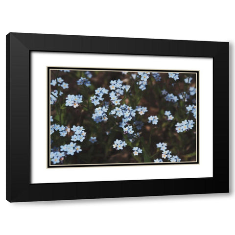 Forget Me Nots I Black Modern Wood Framed Art Print with Double Matting by Marshall, Laura