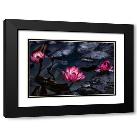 Waterlilies Black Modern Wood Framed Art Print with Double Matting by Catterall, Elise