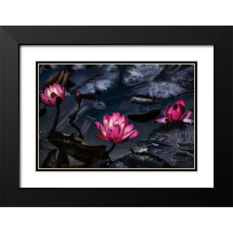 Waterlilies Black Modern Wood Framed Art Print with Double Matting by Catterall, Elise