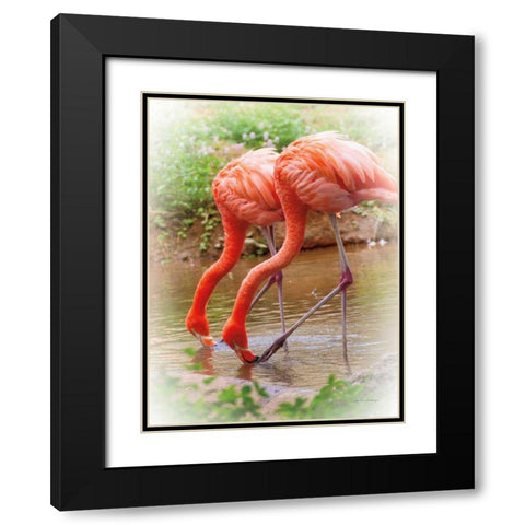 Two Flamingos Black Modern Wood Framed Art Print with Double Matting by Van Swearingen, Debra