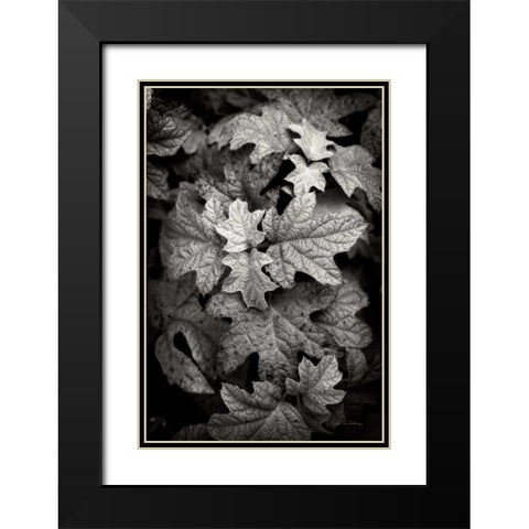 Hydrangea Leaves in Black and White Black Modern Wood Framed Art Print with Double Matting by Van Swearingen, Debra