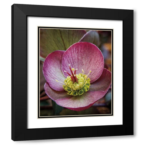 Lenton Rose IV Black Modern Wood Framed Art Print with Double Matting by Van Swearingen, Debra